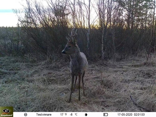 4G 狩猟追跡カメラ KW895 APP 2K FHD ビデオ 30MP 画像 防水 IP67 野生生物研究のための最大 512GB ストレージ
