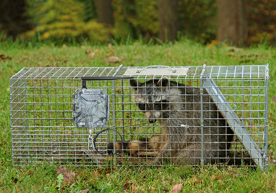 ワイヤレス HD 狩猟カメラ