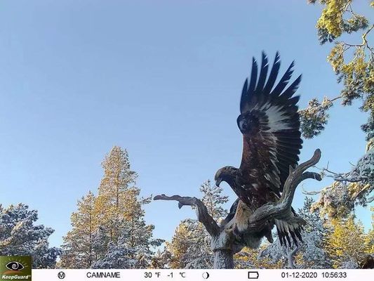 IP65防水 4Gトレイルカメラ