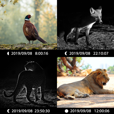 デュアルレンズ隠しカメラ KW696 OEM/ODM 0.4s トリガー 1080P/30MP 防水 IP67 100フィート 夜間範囲 野生動物狩猟