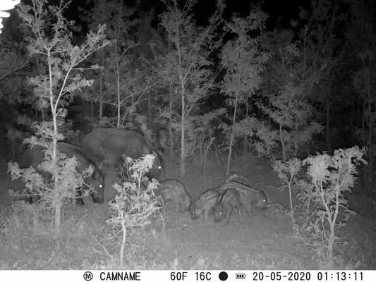 IP67 無光狩猟カメラ 450mm マイクロレンズサポートと 1s-60m インターバル HD 狩猟カメラ