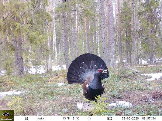 高リゾリューション4g野性生物のカメラ、夜間視界4g Lteの道のカメラ