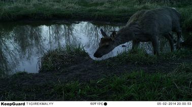 小さい昼も夜も赤外線野性生物のカメラの道のゲームのカメラWEEEの承認