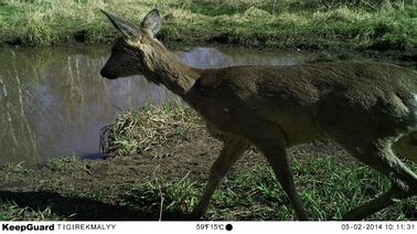 小さい昼も夜も赤外線野性生物のカメラの道のゲームのカメラWEEEの承認
